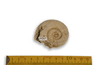 F 03897
<br/>
<br/>
<em></em>